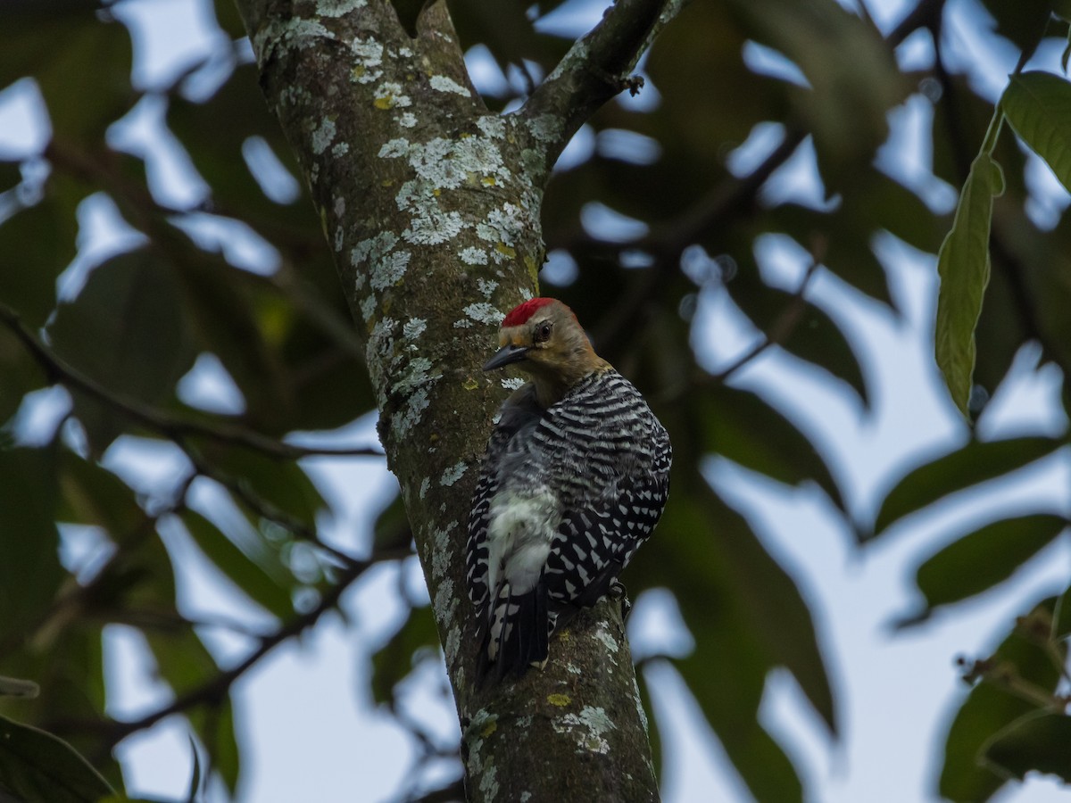 Red-crowned Woodpecker - ML619419163