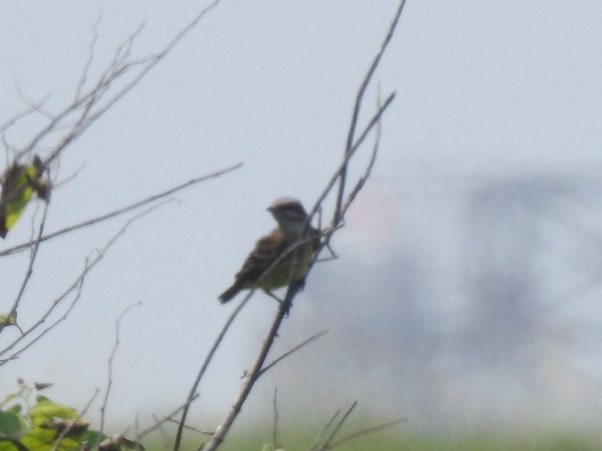 Piratic Flycatcher - ML619419164