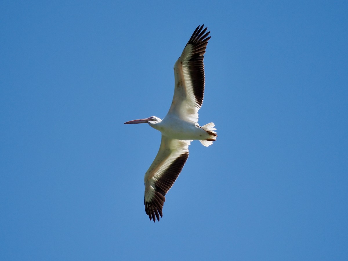 American White Pelican - Robert Rackliffe
