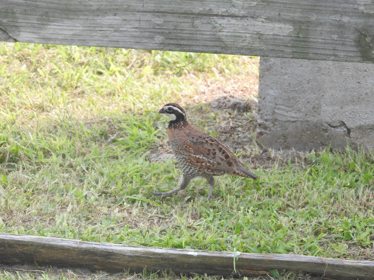 Northern Bobwhite - Sean Verkamp