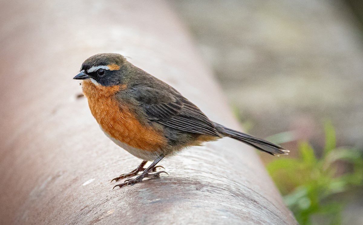 Black-and-rufous Warbling Finch - Patricia Bein