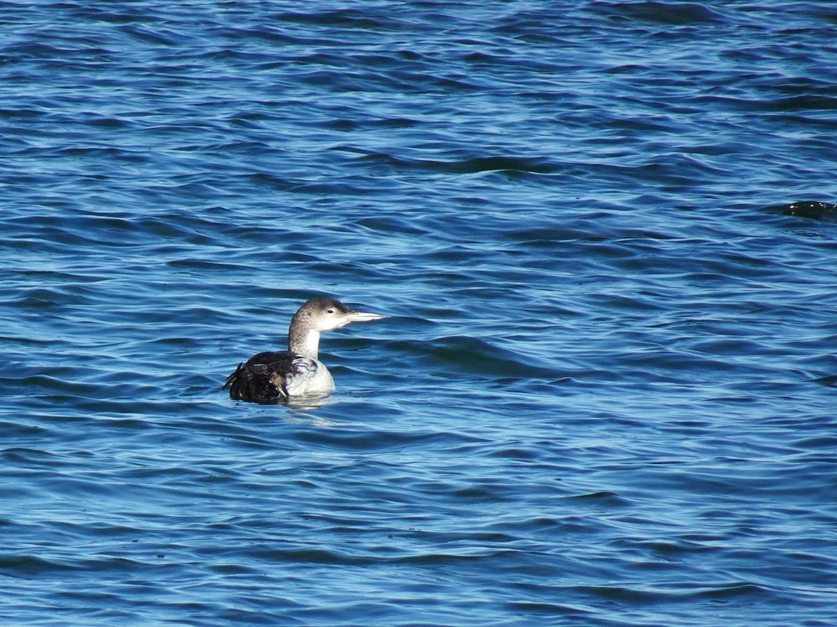 Plongeon huard - ML619419180