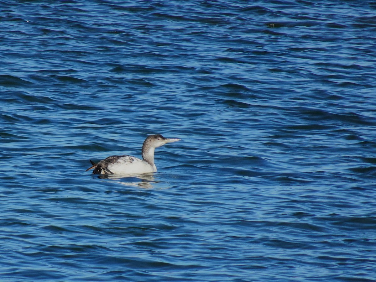 Common Loon - ML619419181