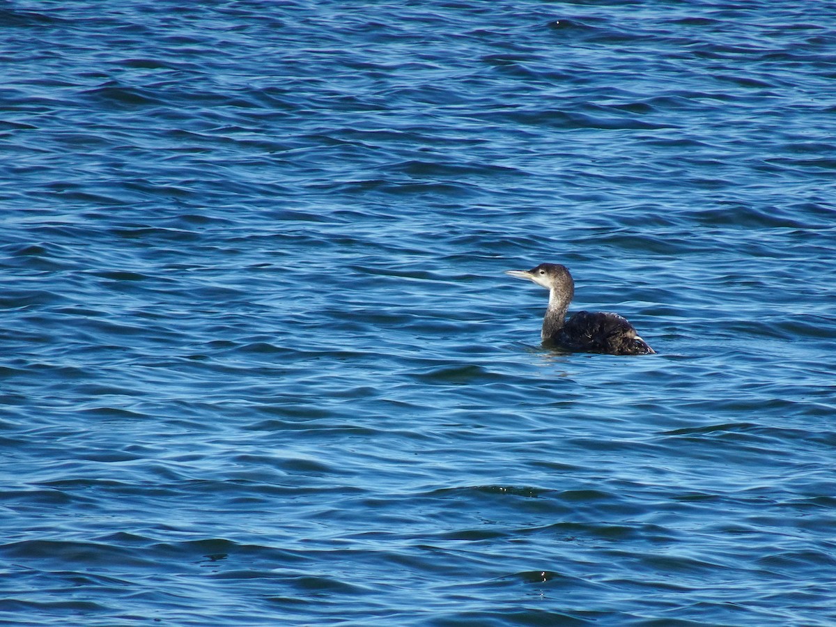 Common Loon - ami horowitz