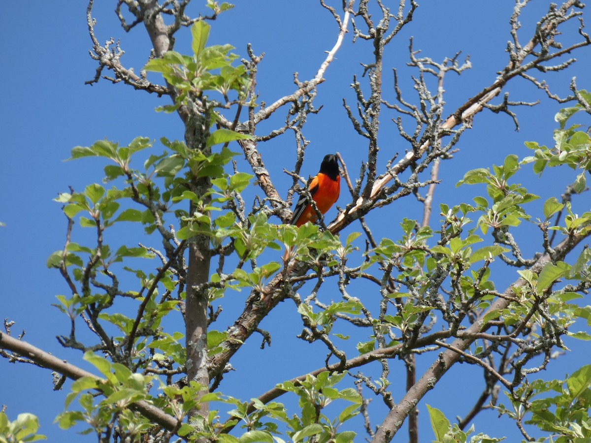 Baltimore Oriole - Jennifer Grande