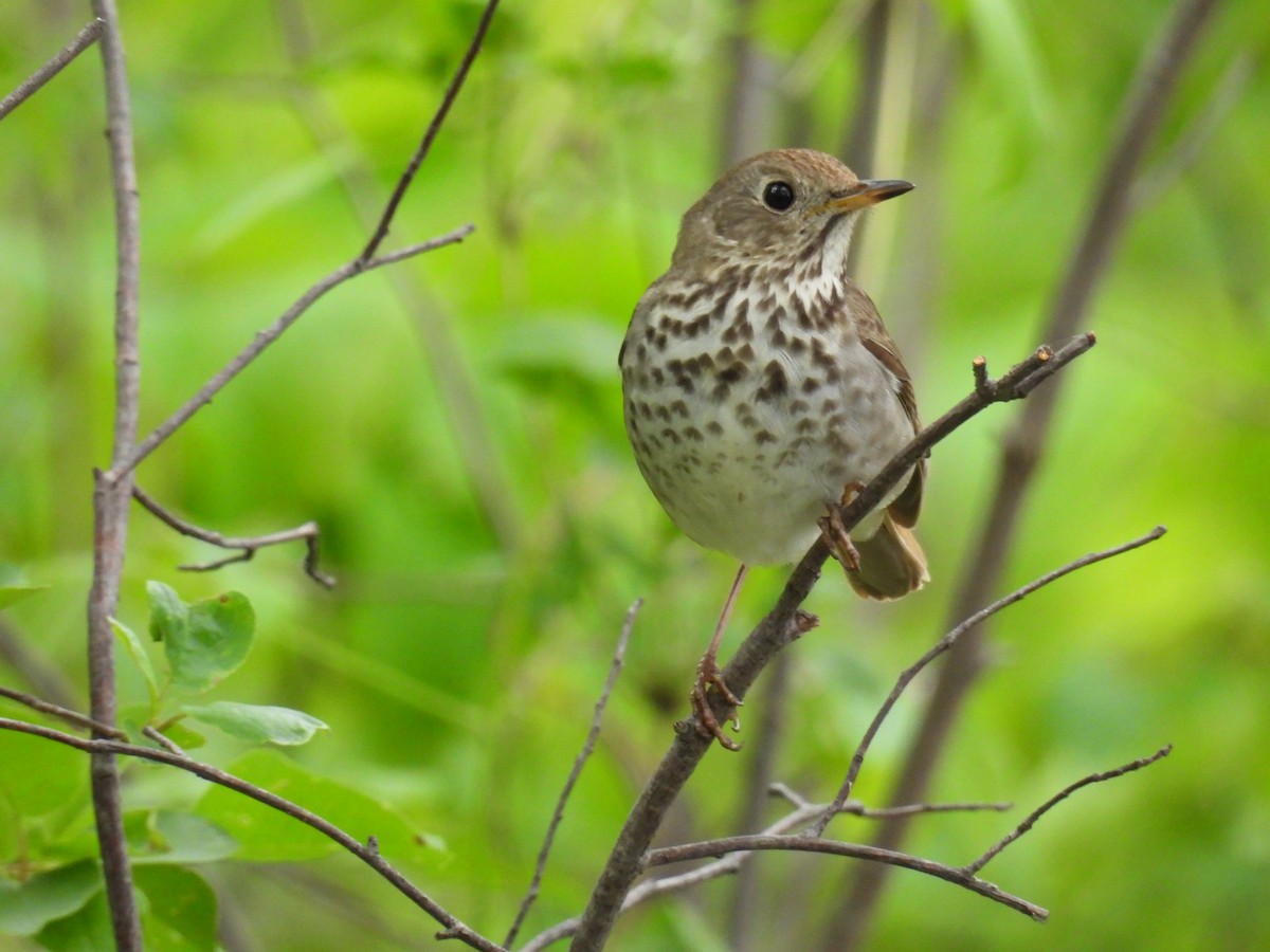 Gray-cheeked Thrush - Aiden Saari