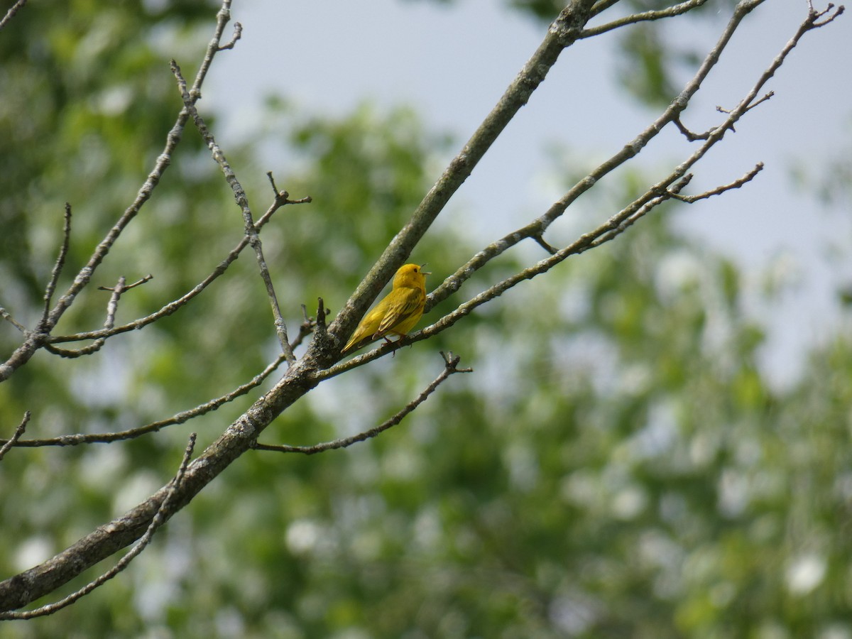 Yellow Warbler - Jennifer Grande