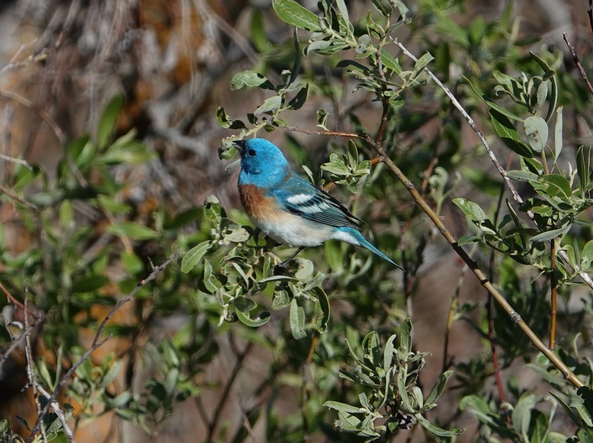 Lazuli Bunting - ML619419211