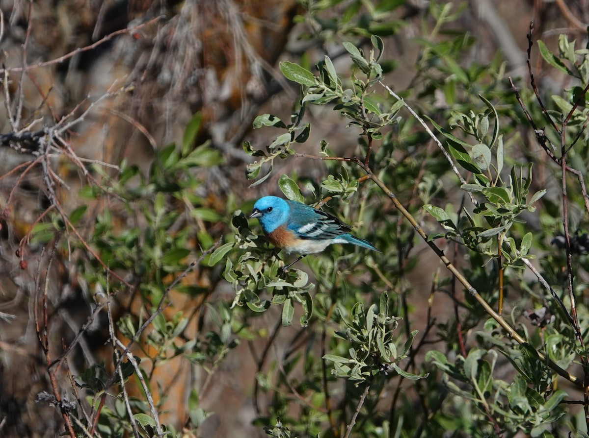 Lazuli Bunting - ML619419213