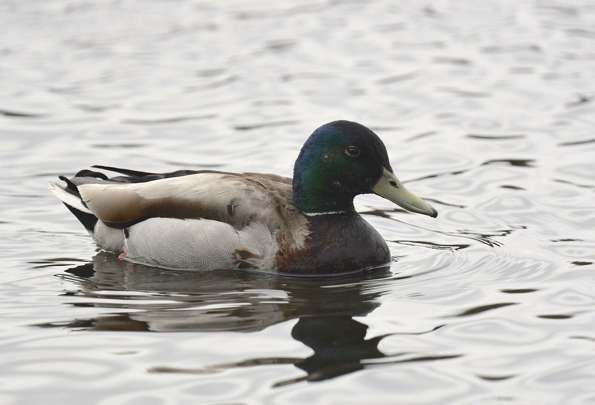 Mallard - Denise  McIsaac