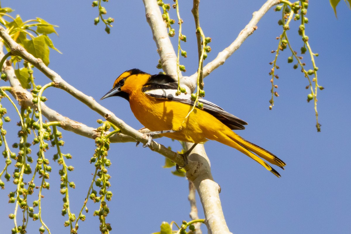 ML619419222 - Bullock's Oriole - Macaulay Library