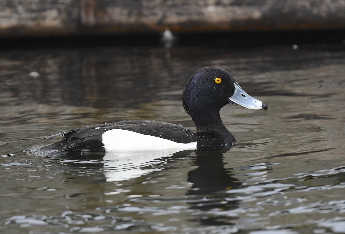 Tufted Duck - Denise  McIsaac