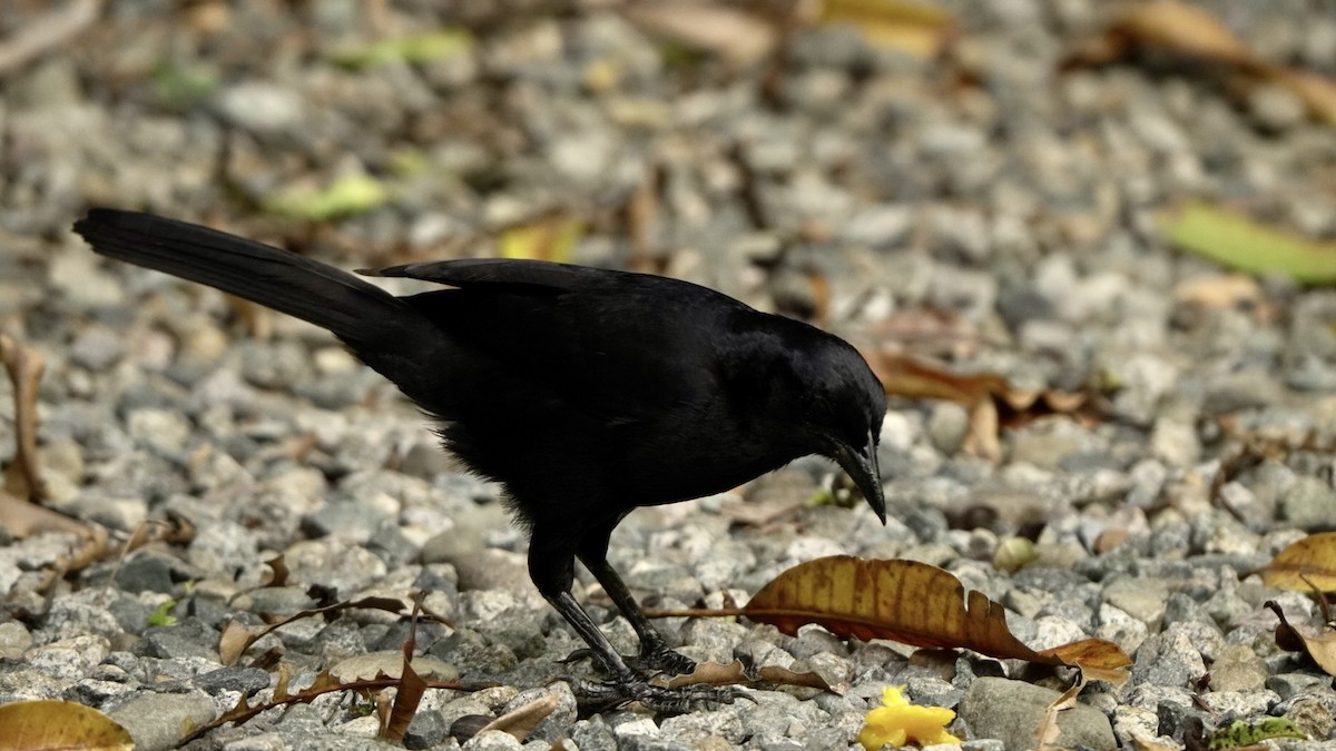 Melodious Blackbird - Fernando  Guerrero Chavarria