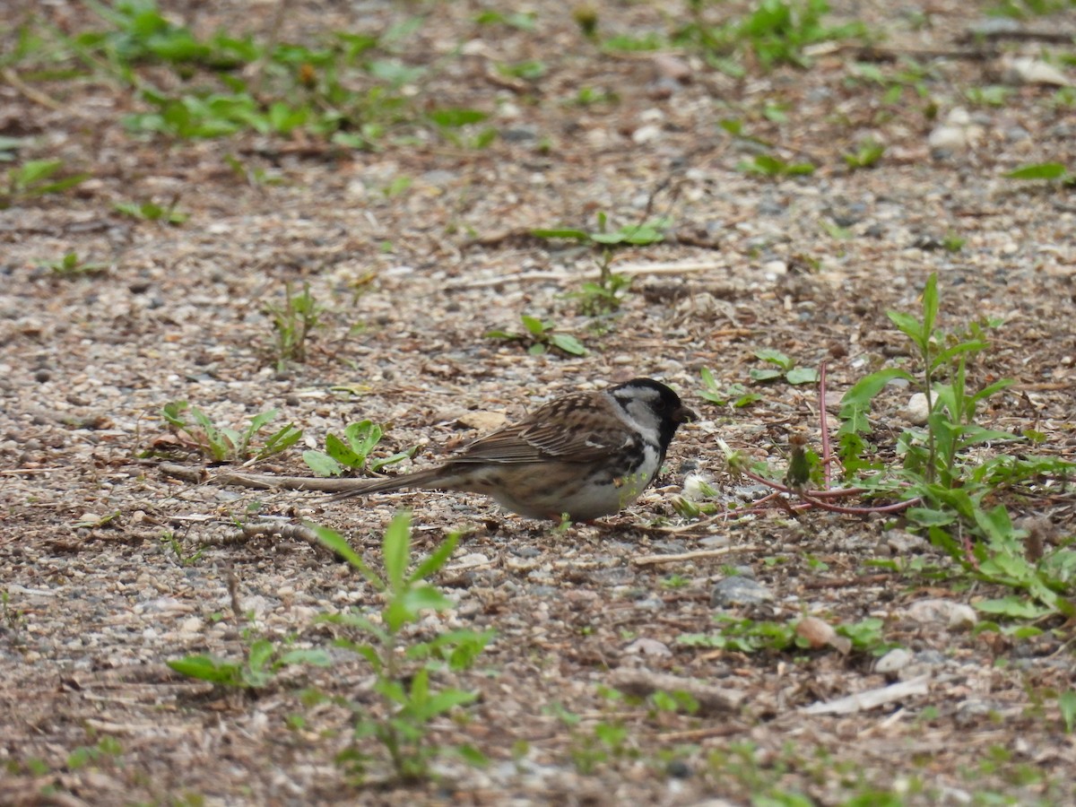 Harris's Sparrow - Aiden Saari