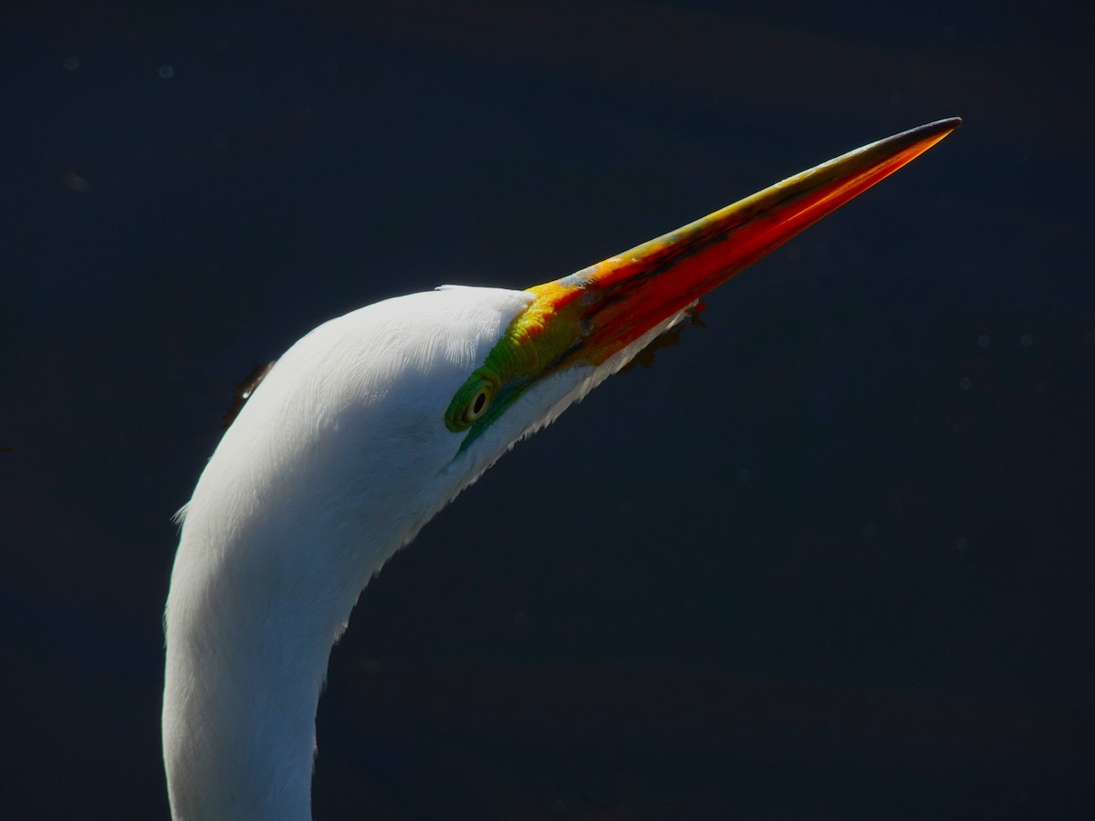 Great Egret (American) - ML619419240