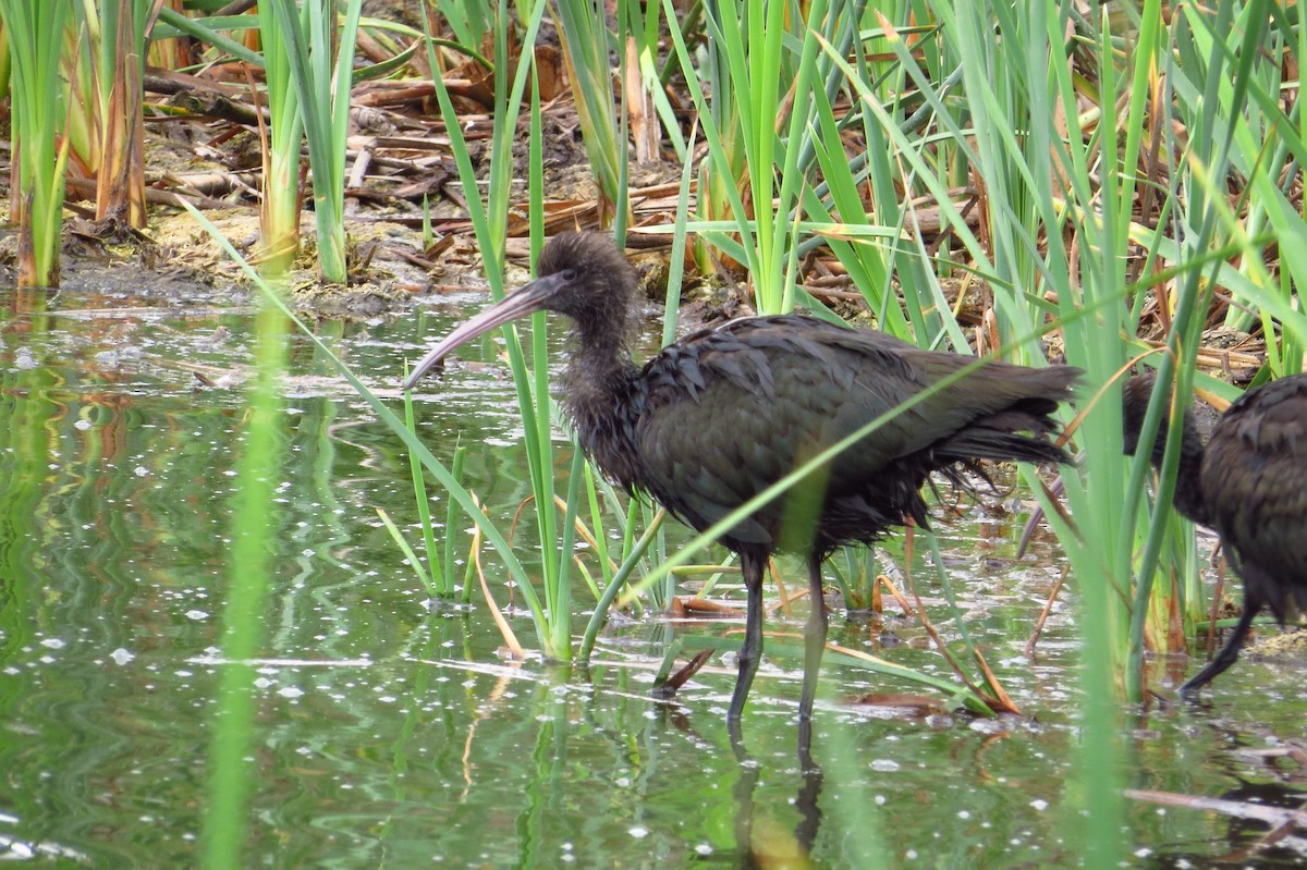 Puna Ibis - Gary Prescott