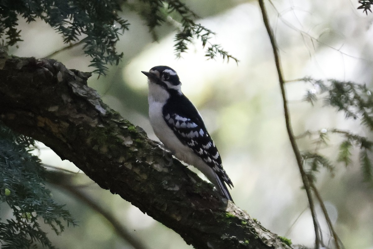 Downy Woodpecker - Mathieu Soetens