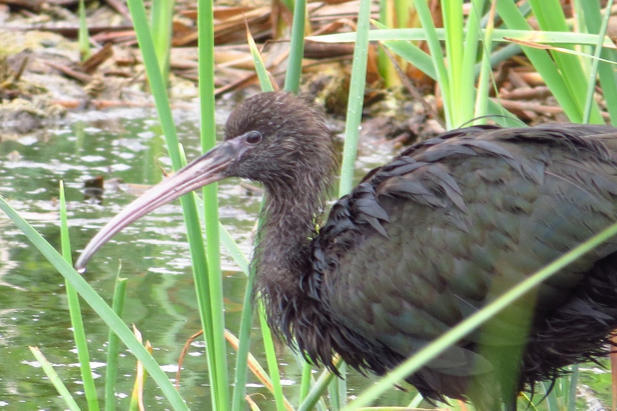 Puna Ibis - Gary Prescott