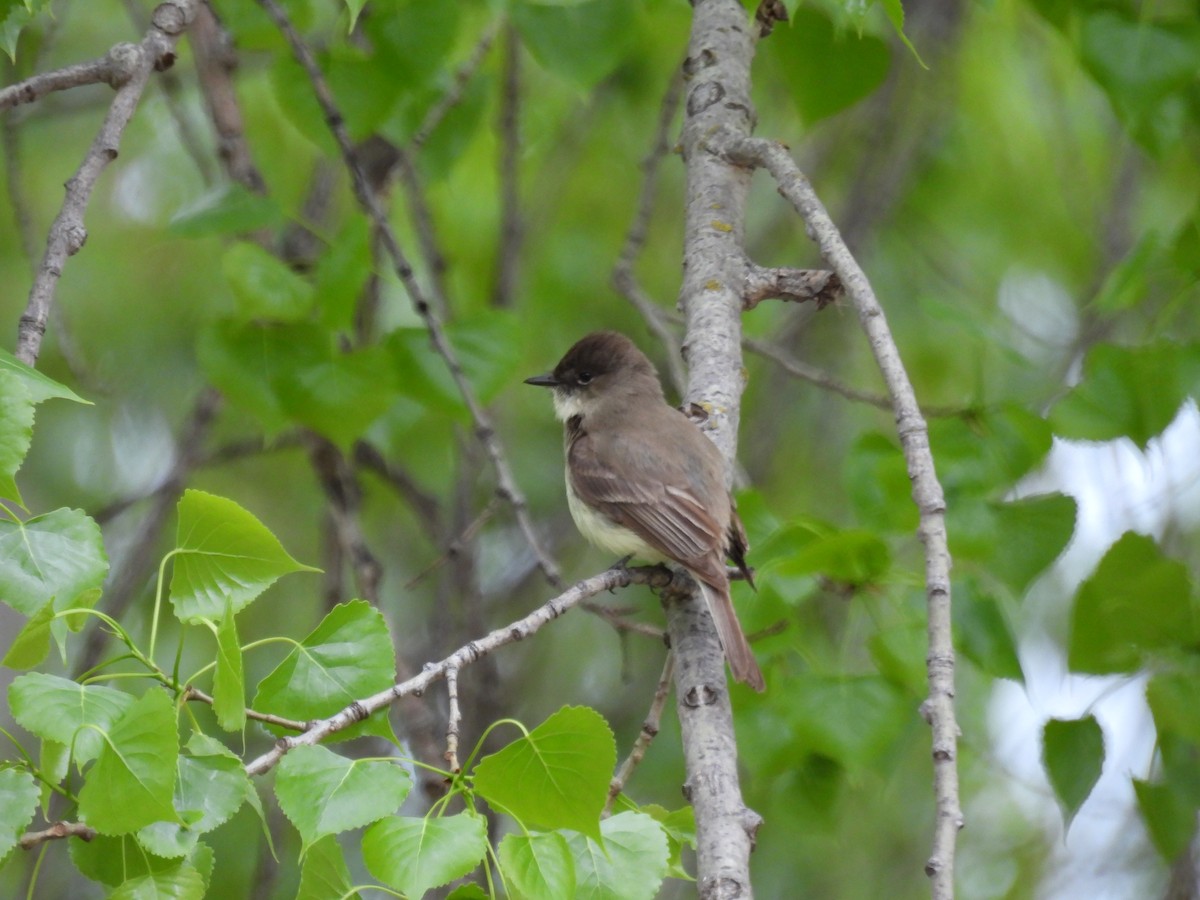 Eastern Phoebe - Aiden Saari