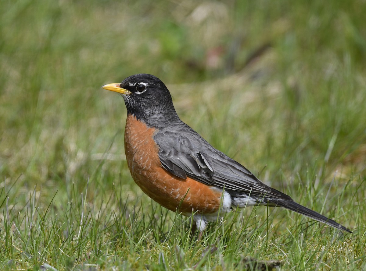 American Robin - Denise  McIsaac