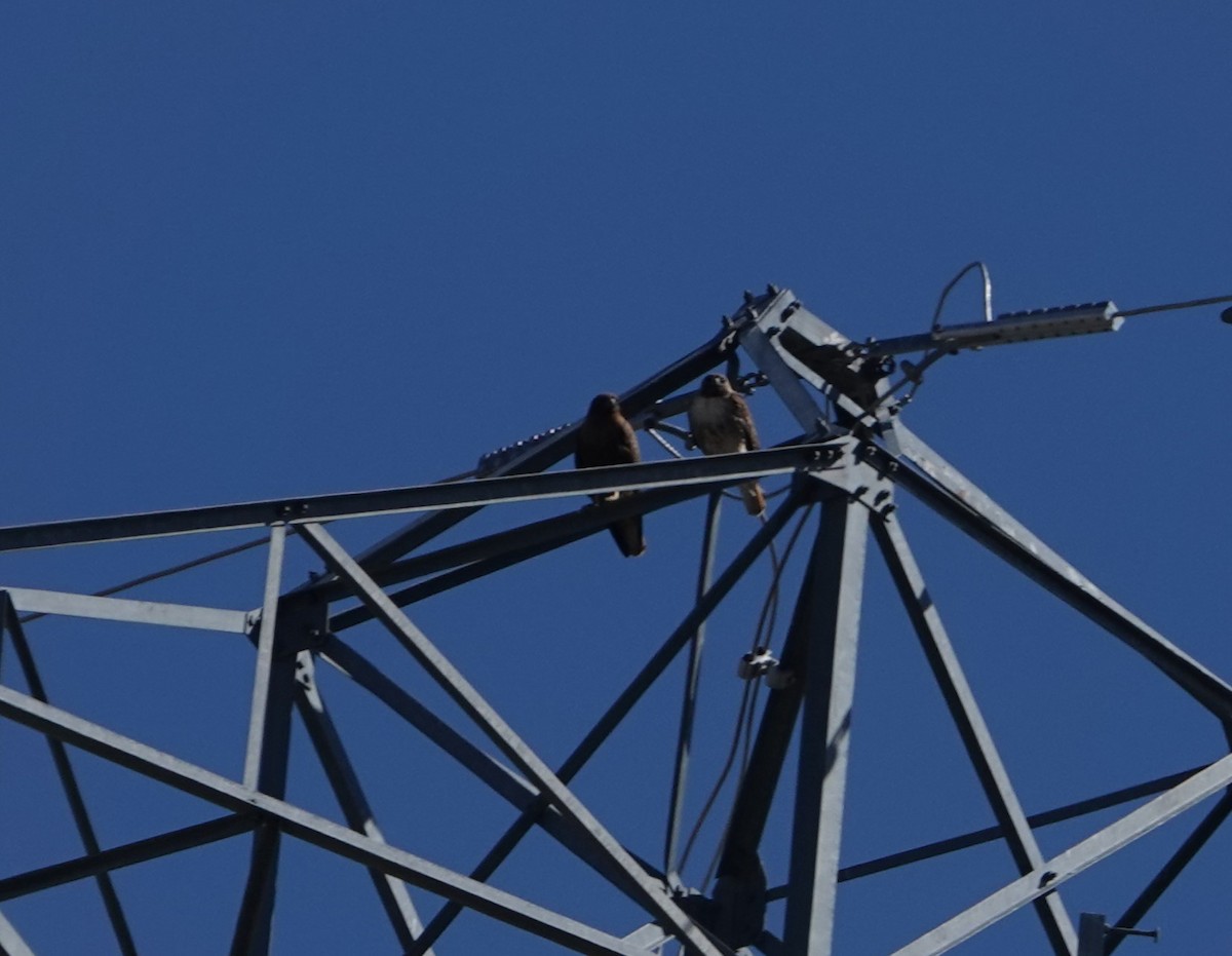 Red-tailed Hawk - ML619419259