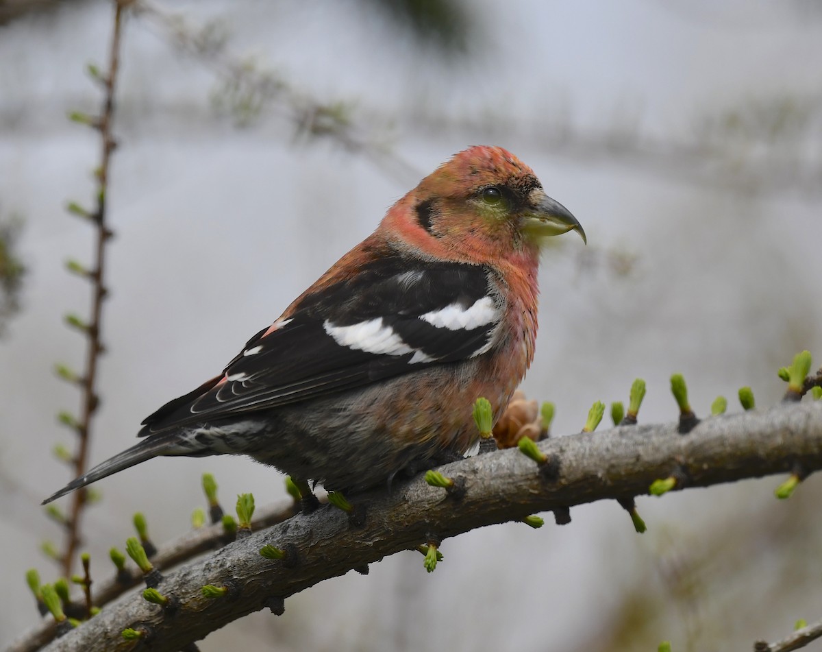 White-winged Crossbill - Denise  McIsaac