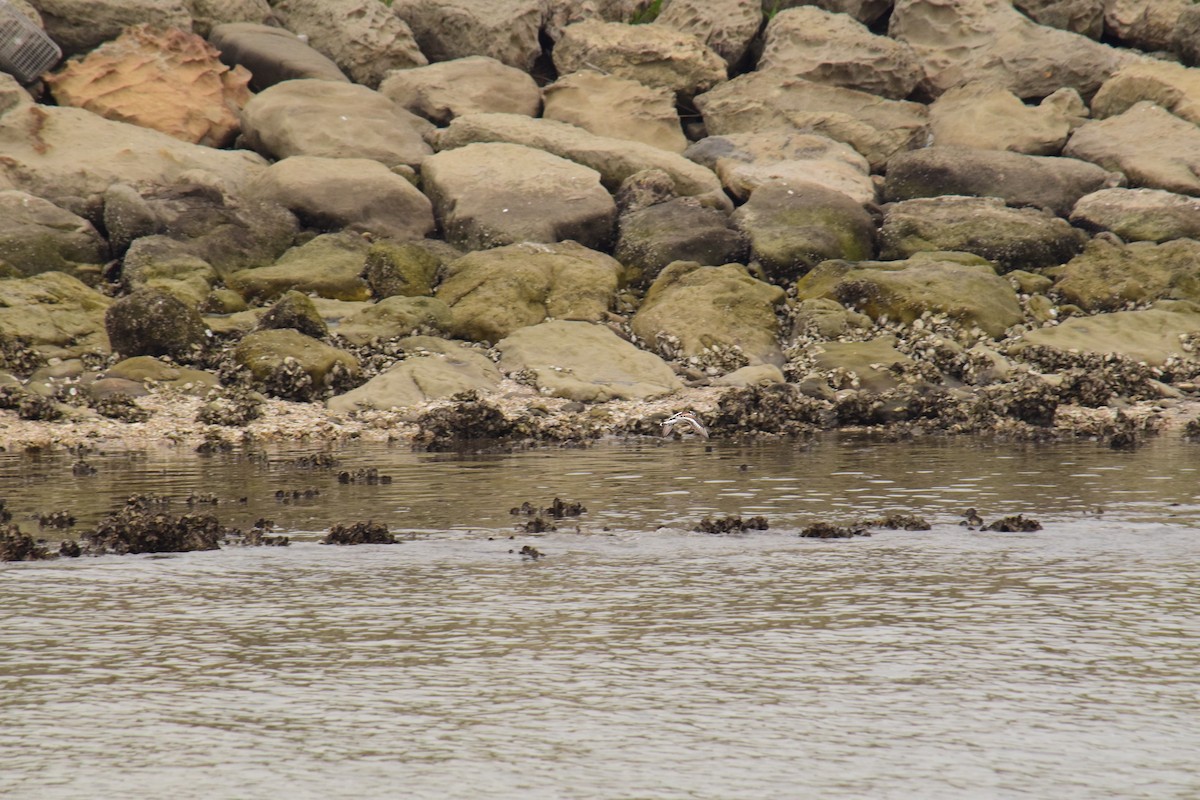 Ruddy Turnstone - Eddie Sebastian