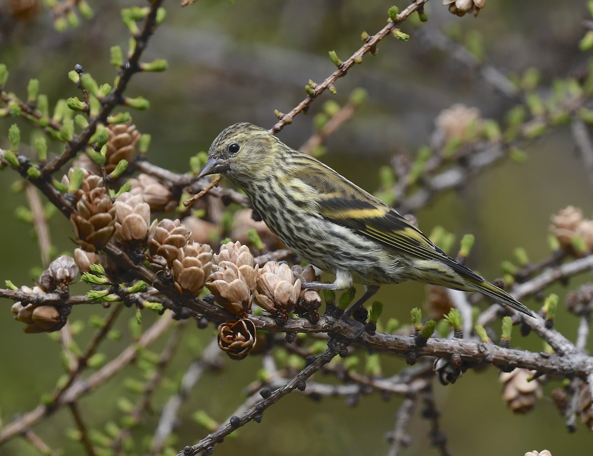 Pine Siskin - Denise  McIsaac