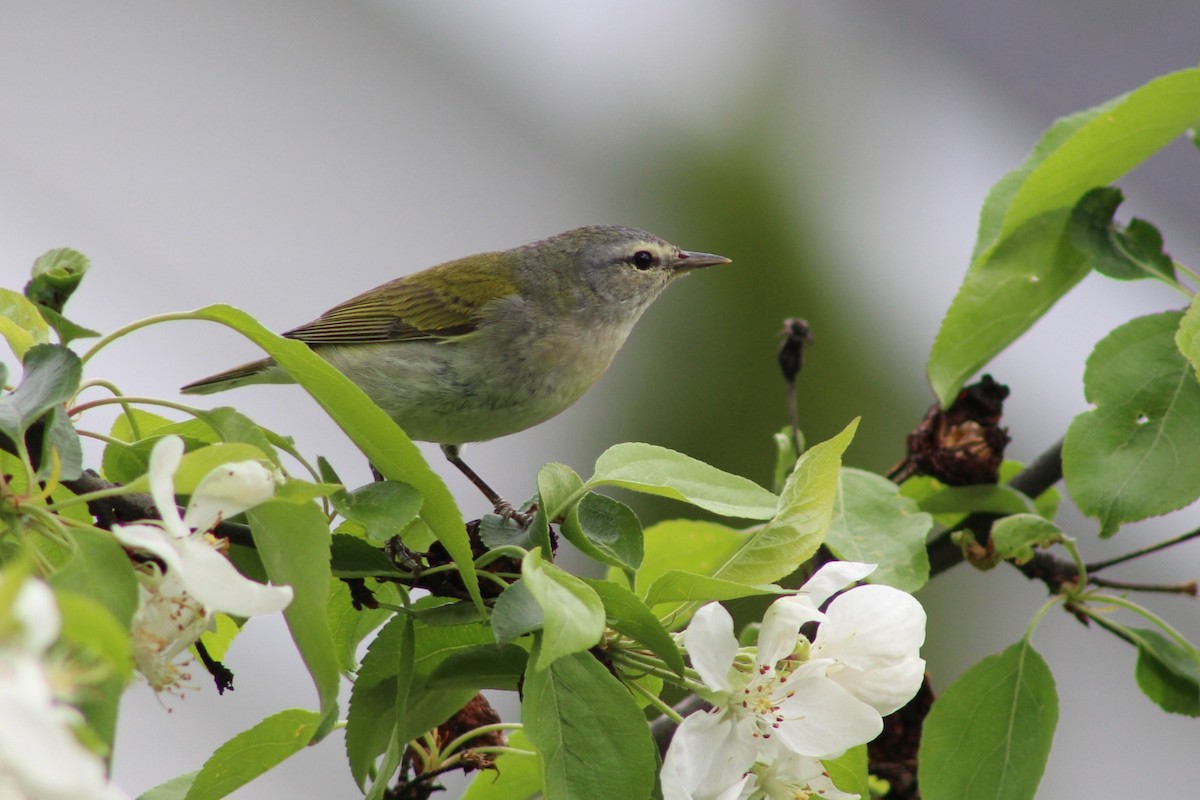 Tennessee Warbler - William Dulac