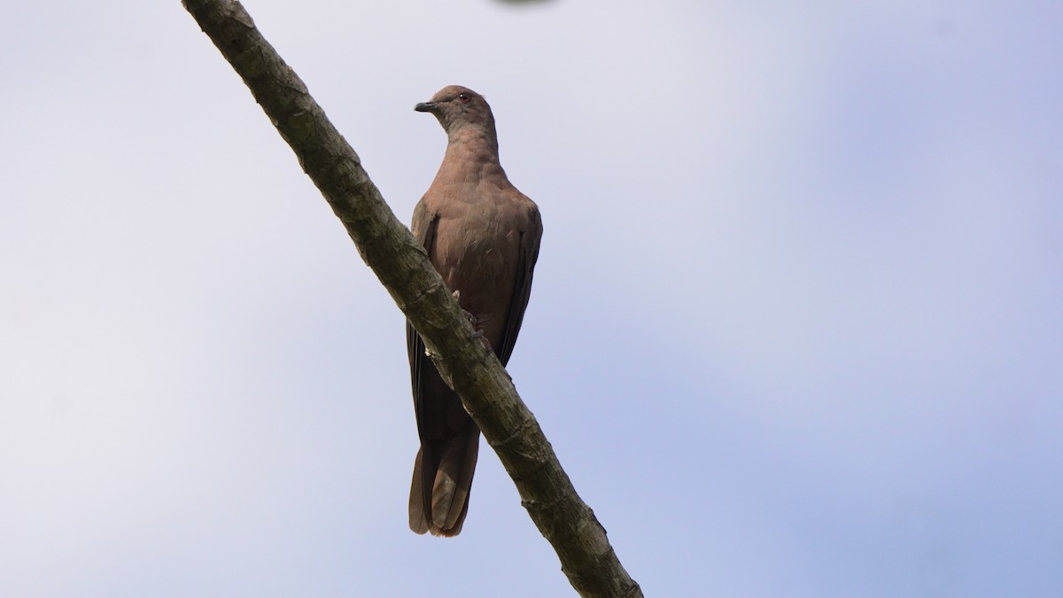 Short-billed Pigeon - ML619419285