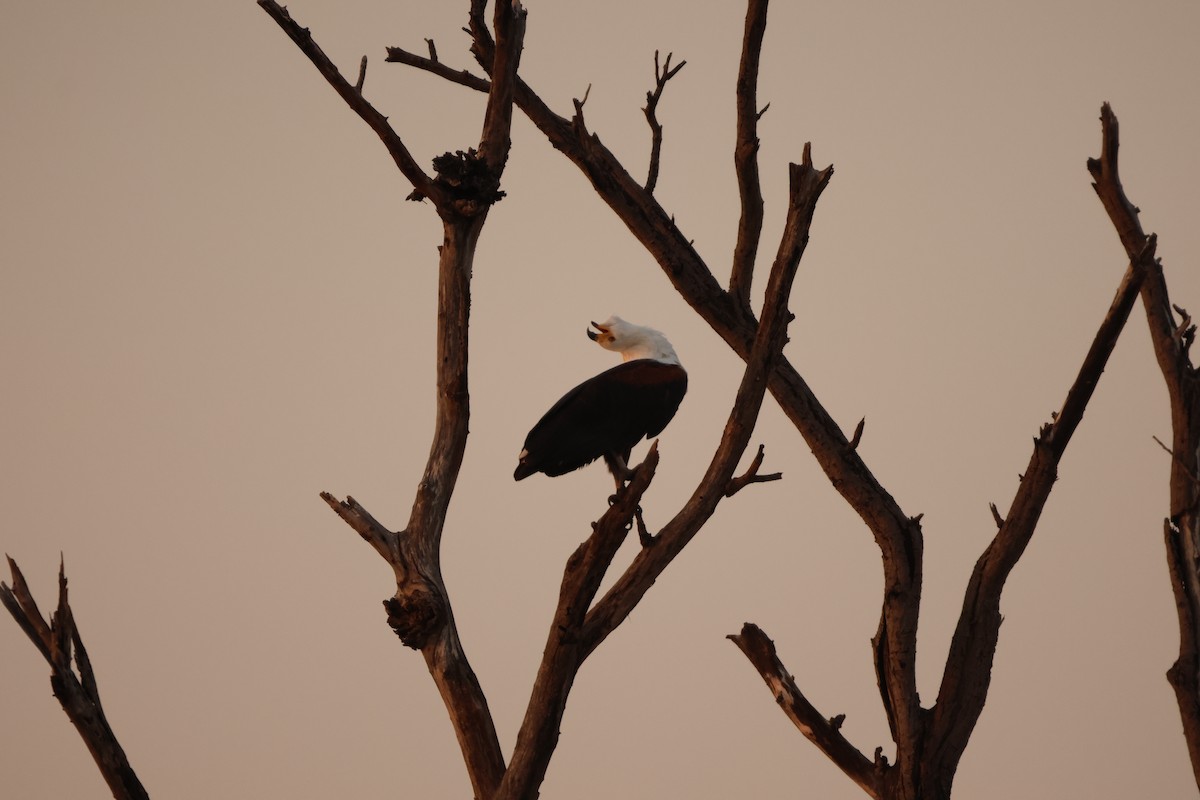 African Fish-Eagle - Ada Alden