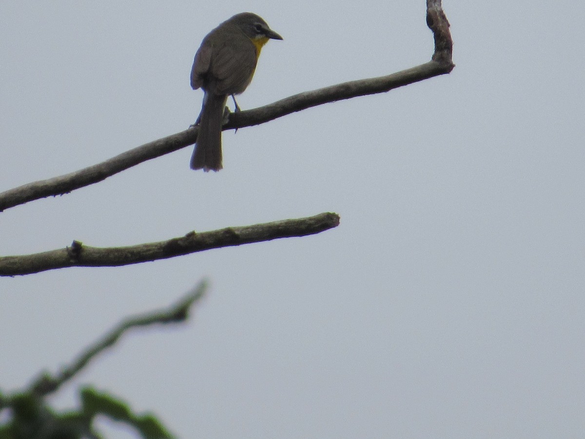 Yellow-breasted Chat - Abby Haight