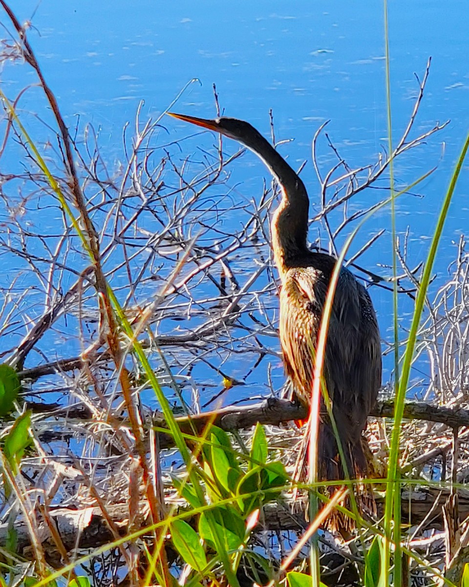 Anhinga - ami horowitz