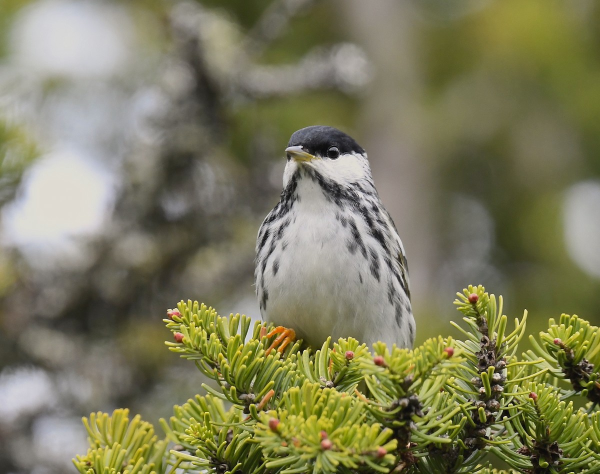 Blackpoll Warbler - Denise  McIsaac