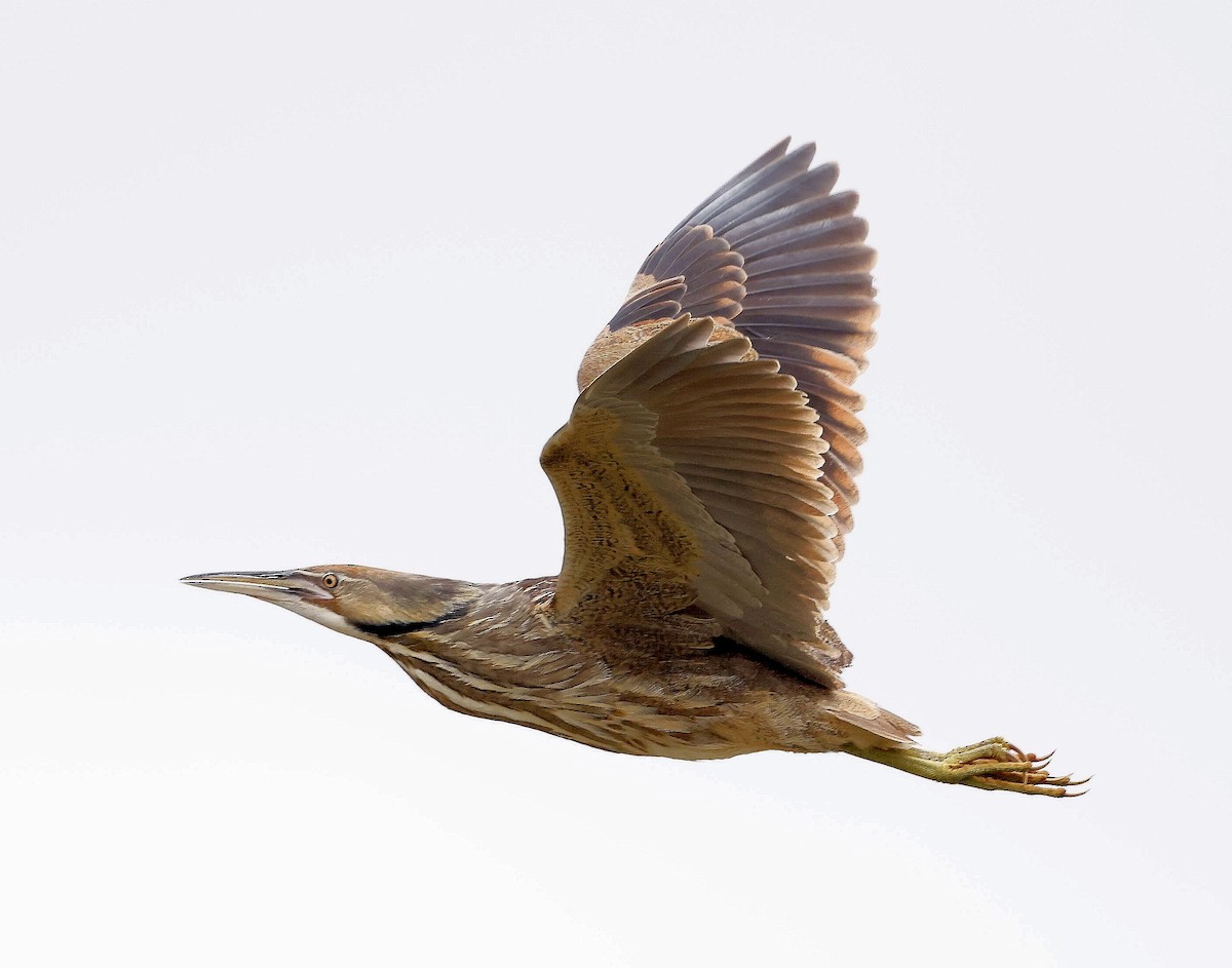 American Bittern - ML619419317