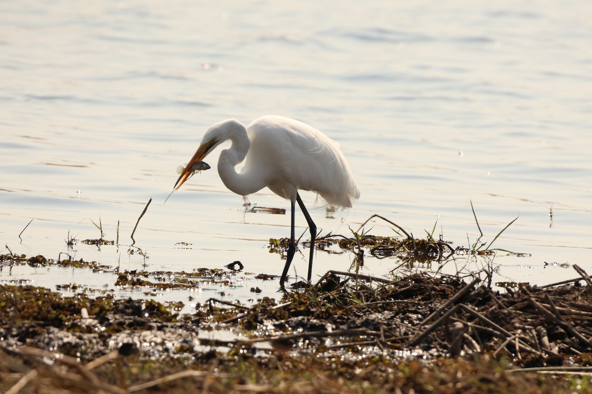 Great Egret - Ada Alden