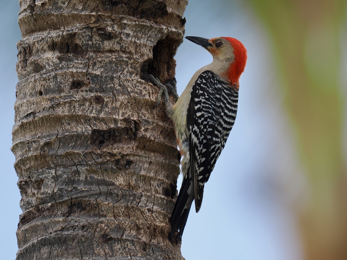 Red-bellied Woodpecker - Robert Rackliffe