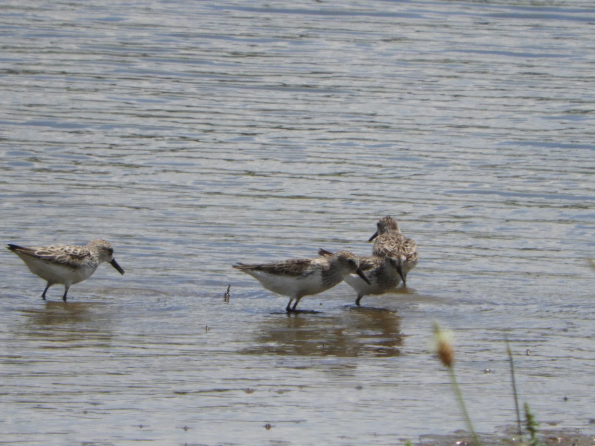 Semipalmated Sandpiper - Rex Graham