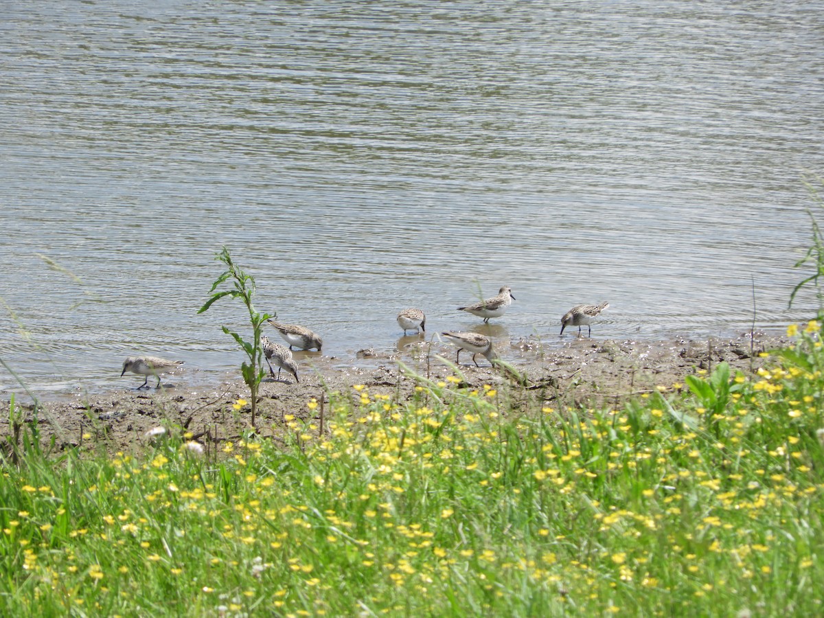 Semipalmated Sandpiper - Rex Graham