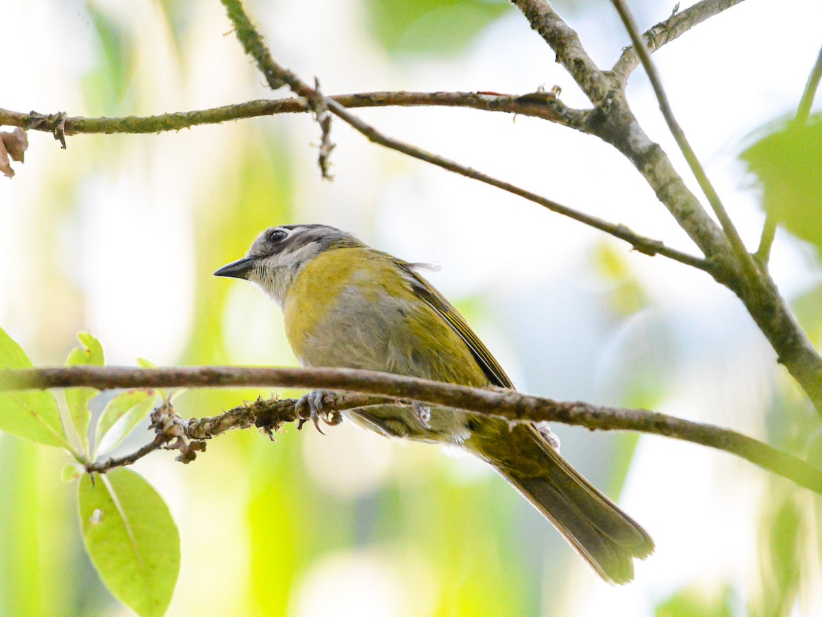 Common Chlorospingus - Jeffry Morataya