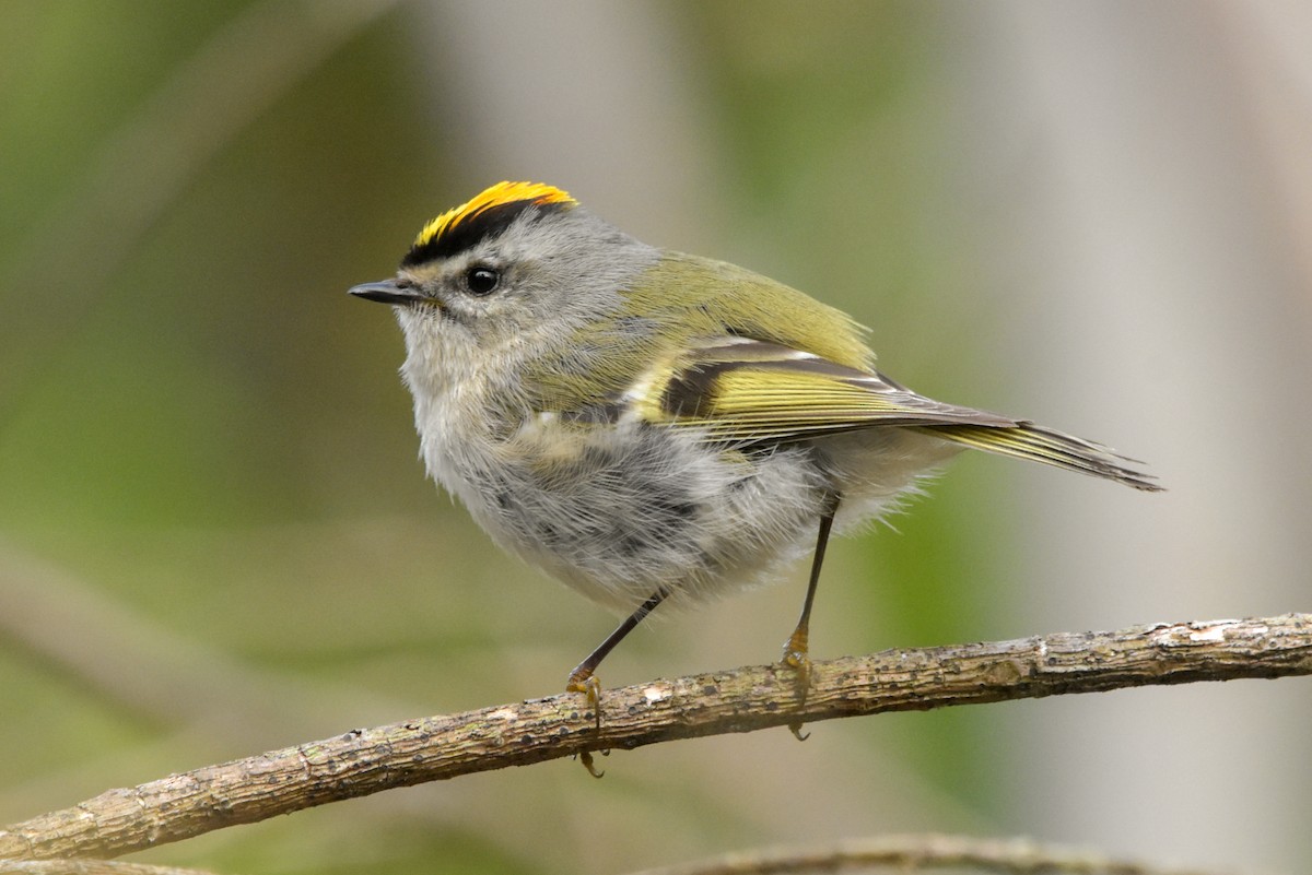 Golden-crowned Kinglet - ML619419371