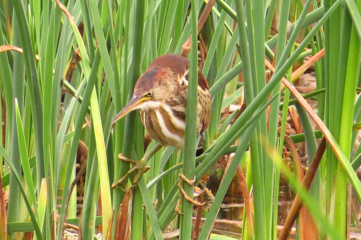 Least Bittern - Gary Prescott