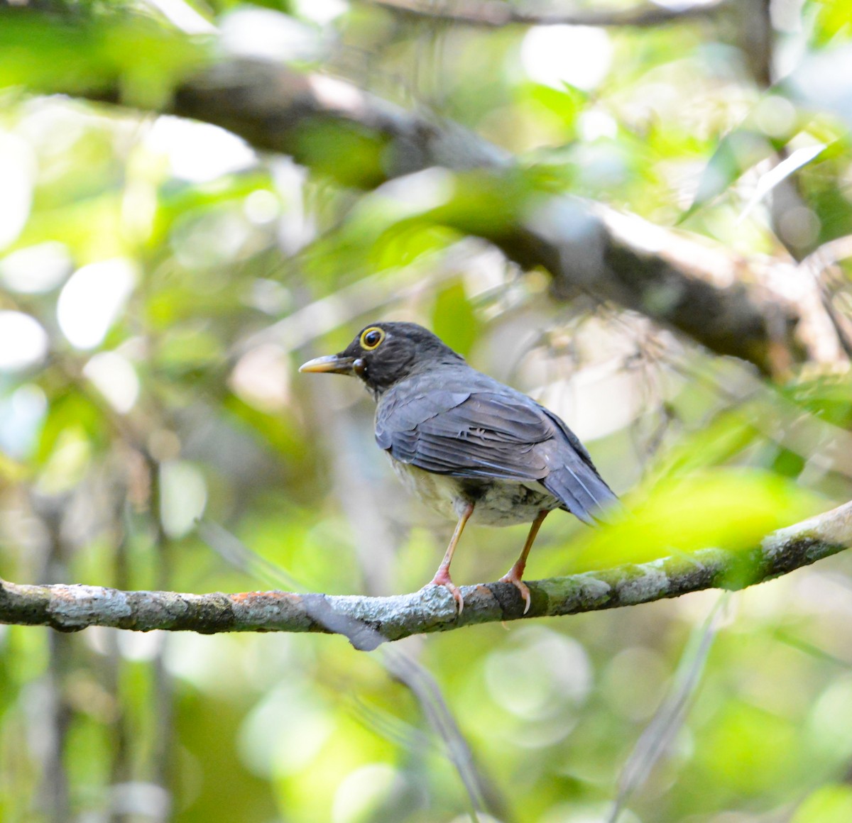 White-throated Thrush - Jeffry Morataya