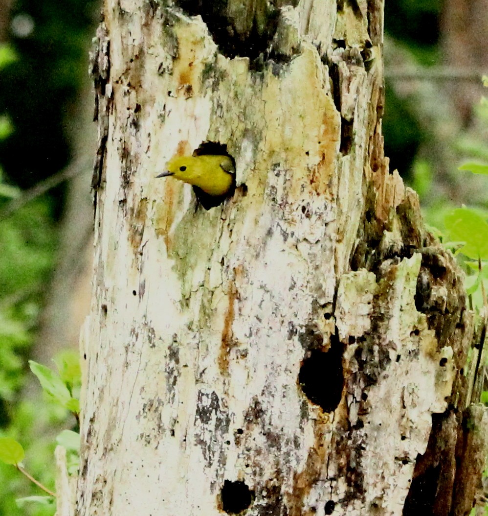 Prothonotary Warbler - Ed Merz