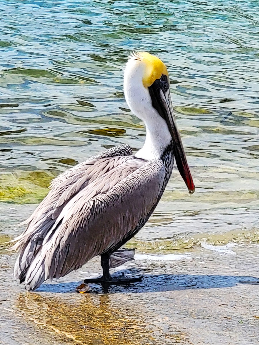 pelikán hnědý (ssp. carolinensis) - ML619419380