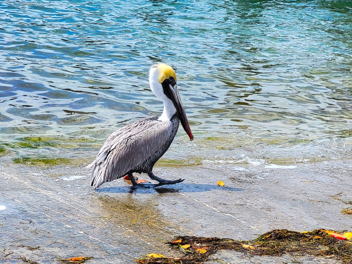 pelikán hnědý (ssp. carolinensis) - ML619419381