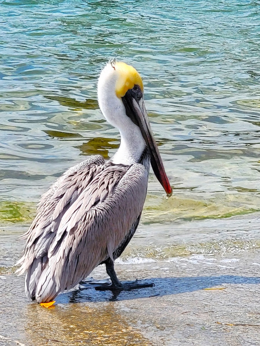 pelikán hnědý (ssp. carolinensis) - ML619419383