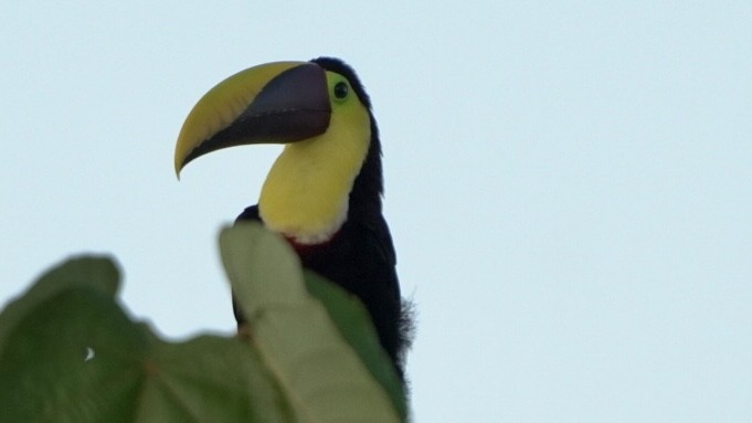 Yellow-throated Toucan - Fernando  Guerrero Chavarria