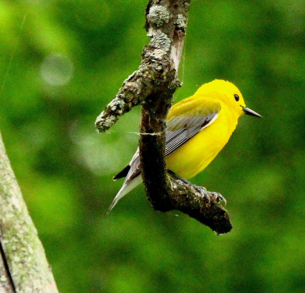 Prothonotary Warbler - Ed Merz