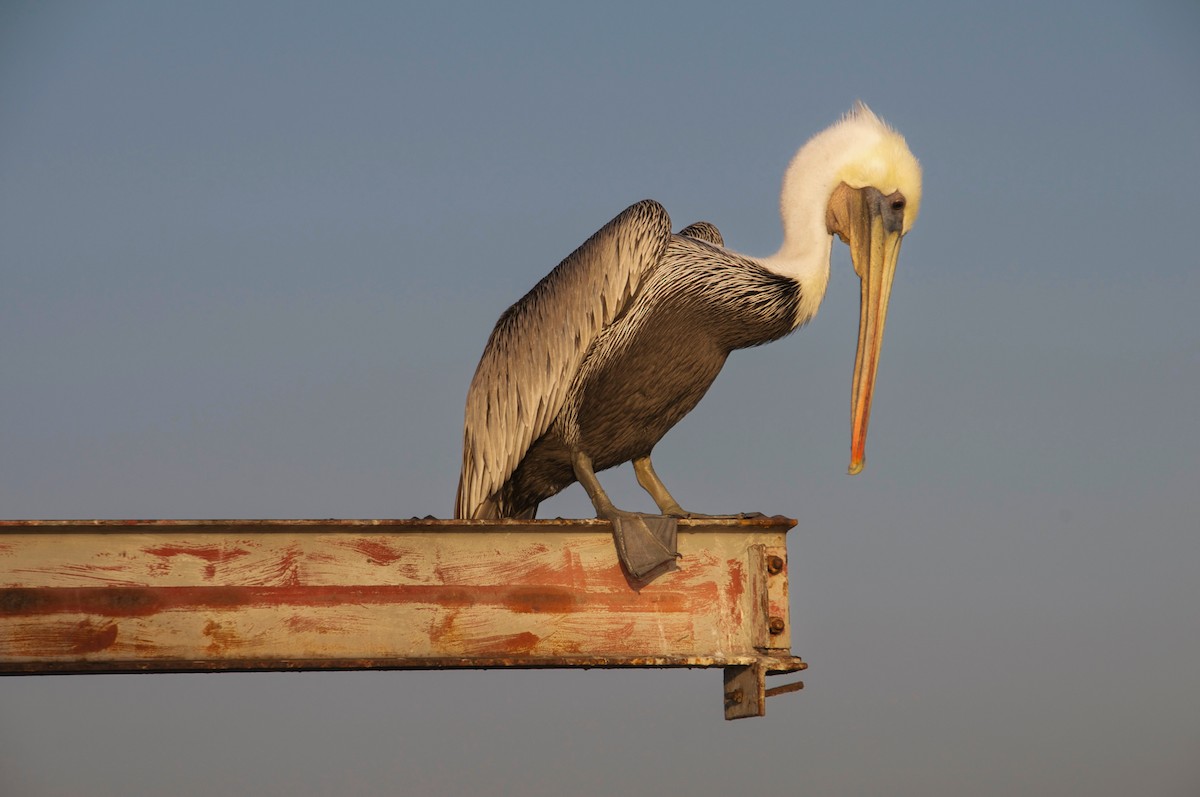 Brown Pelican - ML619419390